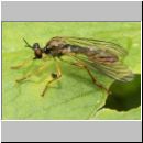 Dioctria linearis - Raubfliege 08.jpg